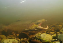 Britain’s Hidden Fishes – Fish and Fly