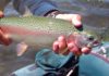 Rhode Island’s Trout Fishing Season Opens April 7th
