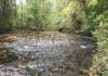 Upstate Stream Trout Season to Open Early