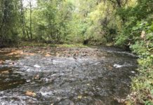Upstate Stream Trout Season to Open Early