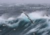 Albatrosses regularly fly to unprotected ‘Wild West’ areas