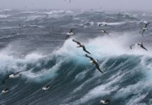 Albatrosses regularly fly to unprotected ‘Wild West’ areas