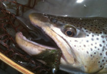 Tom’s Tips: How to Fish Streamers in the Early Season