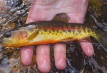 Video: The Basics of Trout Identification
