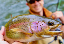 How Do The Fish Feel?