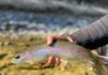 5 Early-Season Fly-Fishing Tips for the Northern Rockies