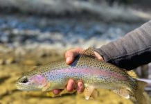 Top 5 Flies for Montana Spring
