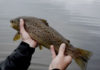 Classic Video: The Trout of Ireland’s Lough Mask