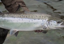 Norway’s River of Gold: The Atlantic Salmon of the Gaula