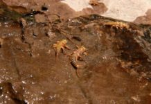 Master Class Monday: How to Predict a Stonefly Hatch