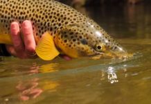 Master Class Monday: What to Do When Trout Run for Cover