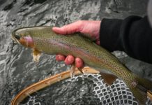 March midge madness in Garfield County