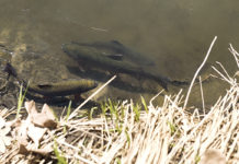 Stream trout fishing opens statewide on April 17 – Austin Daily Herald