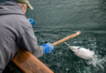 On the Water in Alaska, Where Salmon Fishing Dreams Live On