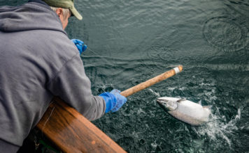 On the Water in Alaska, Where Salmon Fishing Dreams Live On