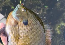 Spring time is fishing time but it’s also time for the pursuit of bluegill