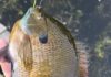 Springtime is fishing time but also time for the pursuit of bluegill