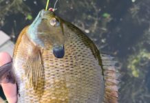Springtime is fishing time but also time for the pursuit of bluegill