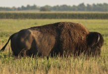 Andy Ostmeyer: Outdoor events, activities returning this spring | Local Sports