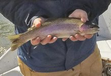 Fishing Report: Ice recedes, streams swell as rainbow spawn nears | Outdoors