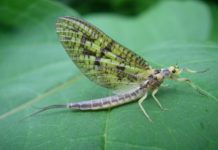 Mayflies: A fly angler’s first love | Hunting & Fishing