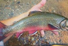 Trout season is coming to New Hampshire | Outdoors