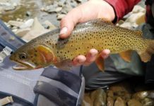 Fish population, migration examination enters second year | State