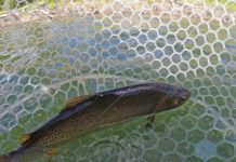 Fishing report: Dry fly opportunities begin to emerge | Outdoors