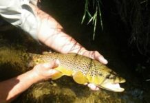 Fish on: Trout, walleye, pike have opening day Saturday | News