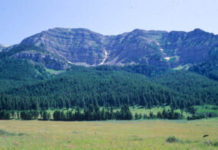 Centennial Range Safe from Domestic Sheep For Now