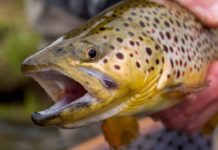 5 Fly Fishing Tips for Catching Pressured Trout