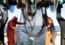 Climate change, predators blamed for winter flounder’s demise in RI