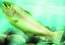 Anglers have a new StreamFinder tool to find places to fish and a webinar to learn tips – Page 1 Publications