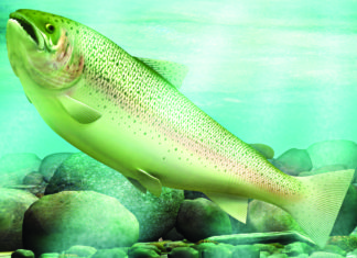 Anglers have a new StreamFinder tool to find places to fish and a webinar to learn tips – Page 1 Publications