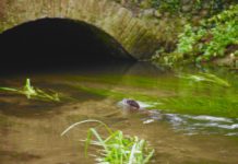 Conservation Corner: The Barbel Society’s Otter Petition