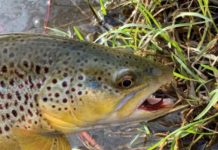 Pro Tips: How to Use the Sink-and-Swing to Get Streamers Deep