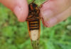 Fishers Expecting Cicadas To Be ‘Filet Mignon’ For Fish In Pennsylvania – CBS Pittsburgh