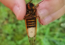 Fishers Expecting Cicadas To Be ‘Filet Mignon’ For Fish In Pennsylvania – CBS Pittsburgh