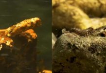 Video: A Primer on Caddisflies