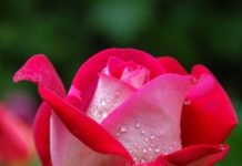 Obituary: Dr. Charles Zoltan | San Clemente Times