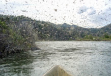 Pro Tips: Mother’s Day Caddis on the Yellowstone