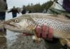 PAUL SMITH: Sea trout in springtime | Regional-Lifestyles | Lifestyles