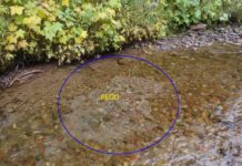 Classic Pro Tips: Spring Fishing is Great, But Don’t Tread on Redds