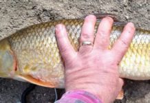 Olaf Nelson caught the Illinois-record shorthead redhorse and it might be the heaviest verified shorthead record.