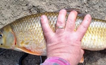 Olaf Nelson caught the Illinois-record shorthead redhorse and it might be the heaviest verified shorthead record.