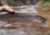 Video: A Guide Reveals His “Dirty Trick” for Catching Trout