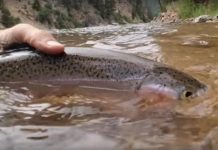 Video: A Guide Reveals His “Dirty Trick” for Catching Trout