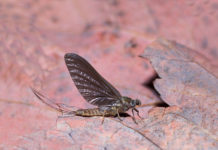 Guys and Dolls: How to Match the Hendrickson Hatch(es)