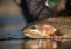 Salomone: How small is too small when it comes to flies while fishing in Colorado?