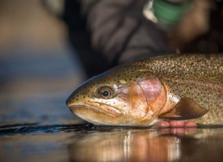 Salomone: How small is too small when it comes to flies while fishing in Colorado?